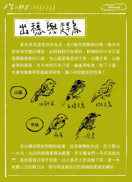 臺灣小米！種起來！成果電子報第二期