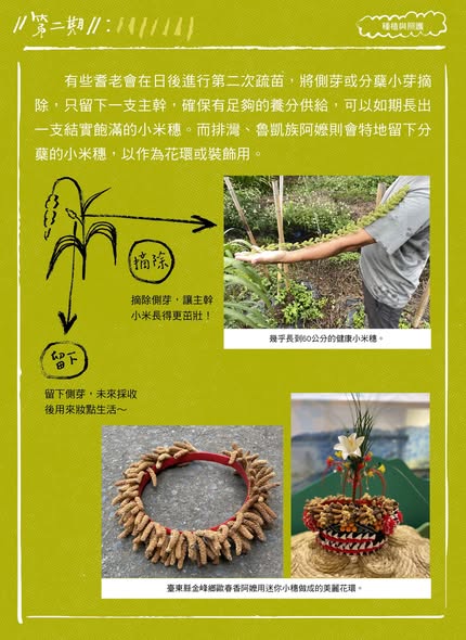 臺灣小米！種起來！成果電子報第二期