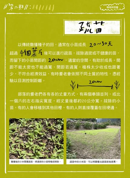 臺灣小米！種起來！成果電子報第二期