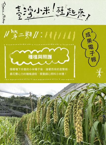 臺灣小米！種起來！成果電子報第二期