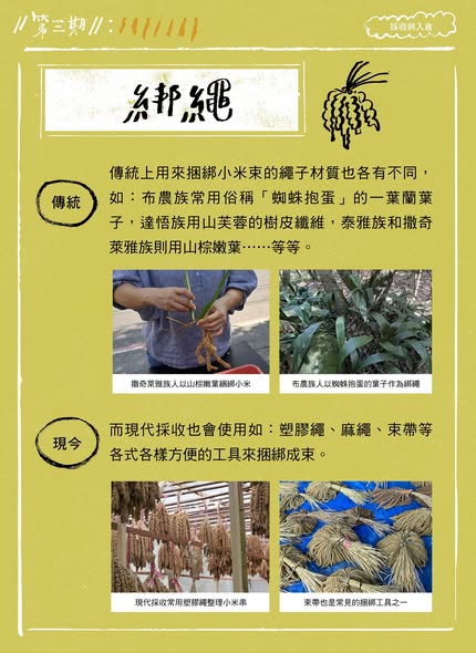 「臺灣小米！種起來！」成果電子報第三期