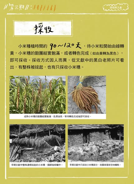 「臺灣小米！種起來！」成果電子報第三期
