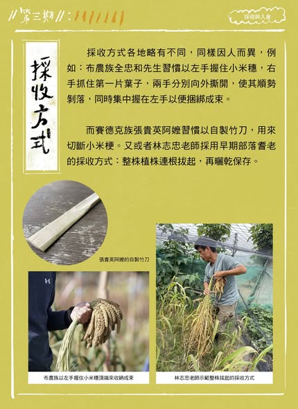 「臺灣小米！種起來！」成果電子報第三期