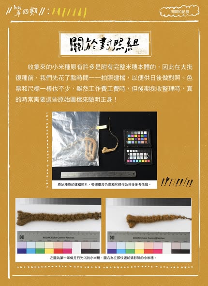 臺灣小米種植成果電子報第四期