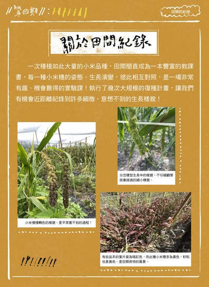 臺灣小米種植成果電子報第四期