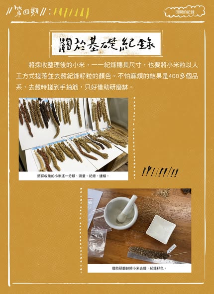 臺灣小米種植成果電子報第四期