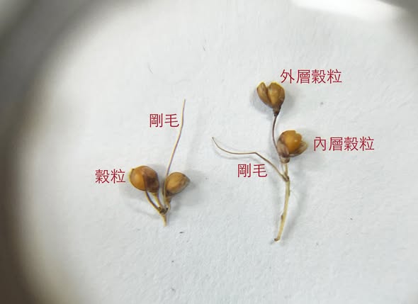 編輯部的故事：《臺灣小米種回來！》後製工作紀實
