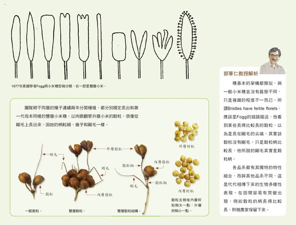 編輯部的故事：《臺灣小米種回來！》後製工作紀實