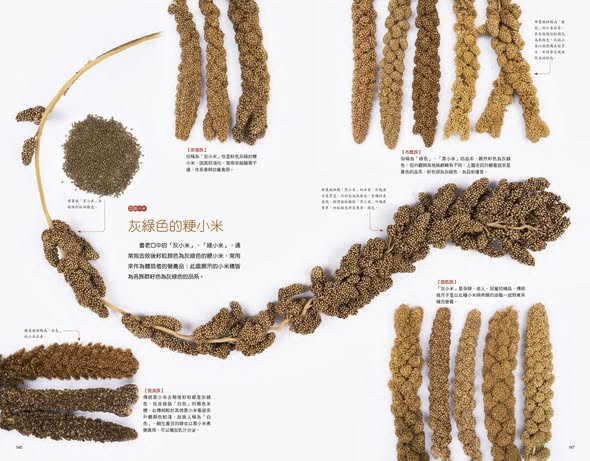 布農族的小米：Pasibutbut 祈禱小米豐收歌