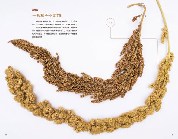 布農族的小米：Pasibutbut 祈禱小米豐收歌