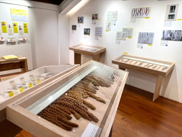 百米綻放·臺灣小米環臺串聯展於大稻埕正式開展