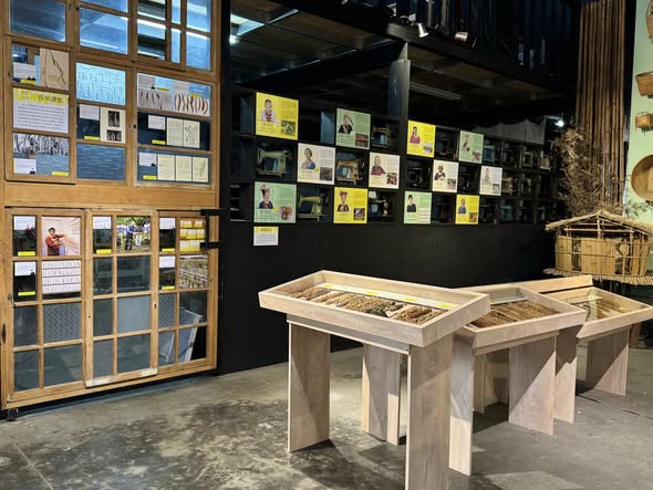 臺灣小米串聯展臺東站開展，展示五大族群保種成果