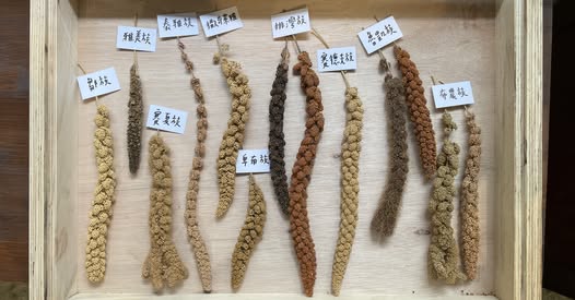 新竹竹蜻蜓綠市集小米講座暨品嚐會