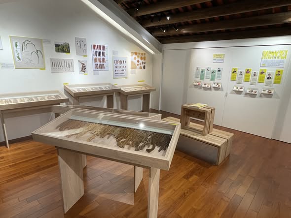 百米綻放延展：三地小米串聯展獲熱烈回響