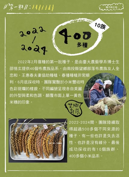 認識臺灣小米：種子與土地的深厚連結