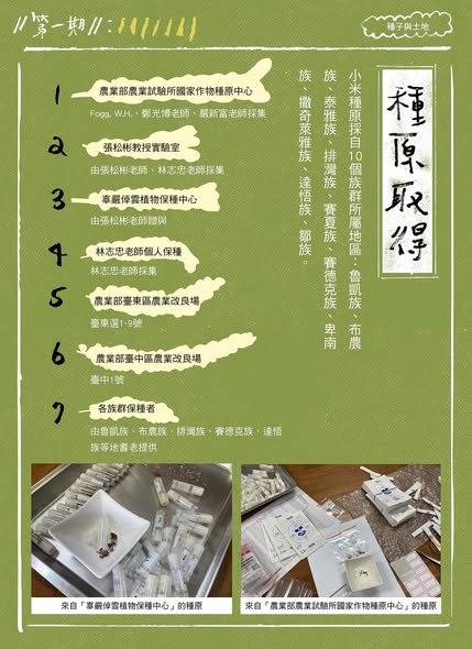 認識臺灣小米：種子與土地的深厚連結
