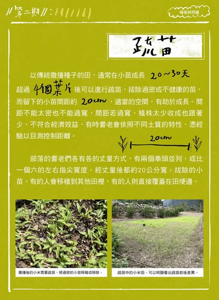 【認識臺灣小米-2】種植與照護