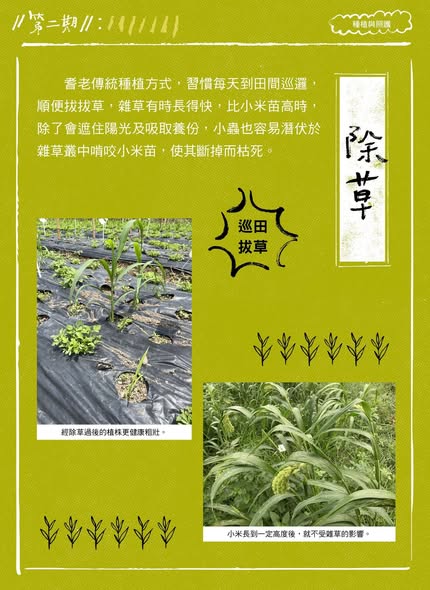 【認識臺灣小米-2】種植與照護