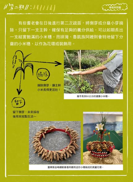 【認識臺灣小米-2】種植與照護