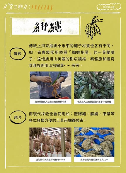 認識臺灣小米-3：採收與入倉
