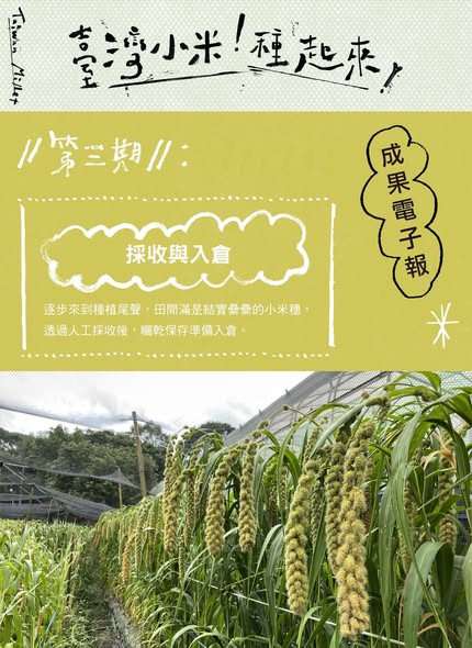 認識臺灣小米-3：採收與入倉