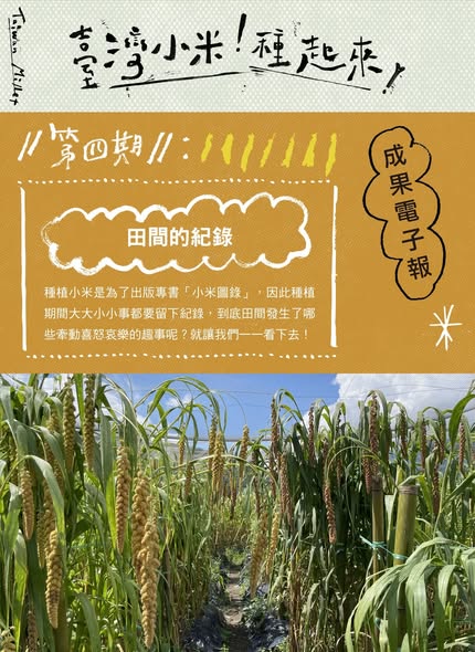 認識臺灣小米-4：田間的紀錄