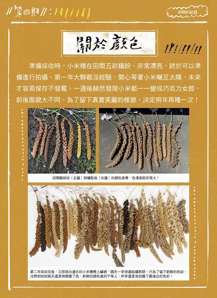 認識臺灣小米-4：田間的紀錄