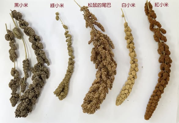 布農族小米保種復育推廣計畫：種子的來源