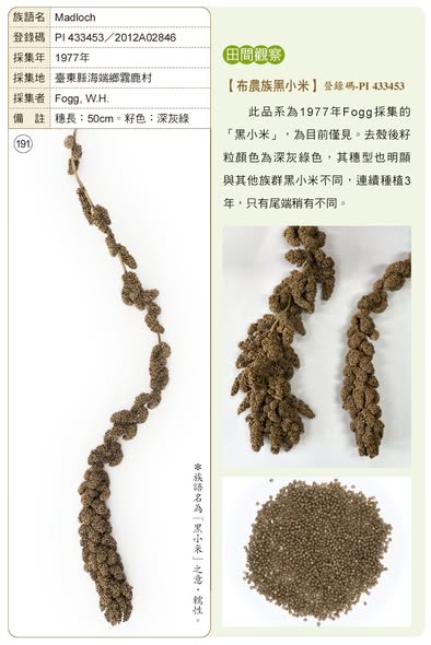 布農族小米保種復育推廣計畫：種子的來源