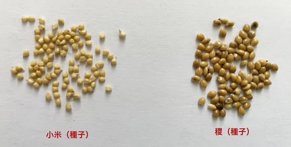 小米與稷的籽粒比較
