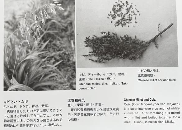 文獻中的不同小米物種比較
