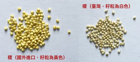 兩種穀物籽粒的外觀差異