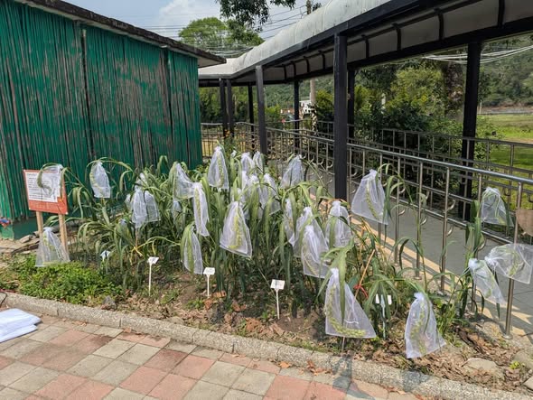 小米出穗防鳥大作戰！花蓮八校種植成功記
