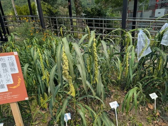 小米出穗防鳥大作戰！花蓮八校種植成功記