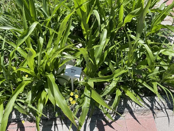 小米出穗防鳥大作戰！花蓮八校種植成功記