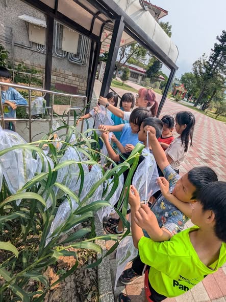 小米出穗防鳥大作戰！花蓮八校種植成功記