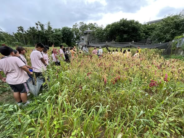 師生進入田間採收