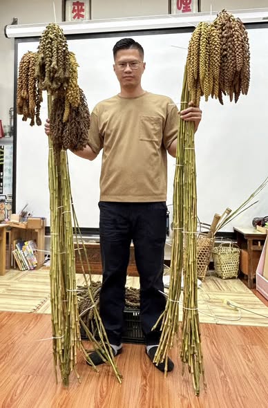 小米穗與採收者