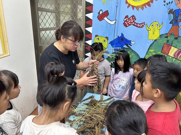 幼兒園的小米採收體驗活動