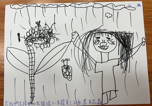 幼兒園的小米採收體驗活動
