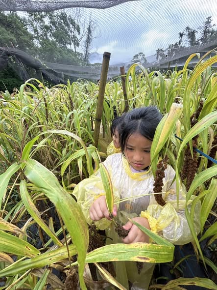 幼兒園的小米採收體驗活動