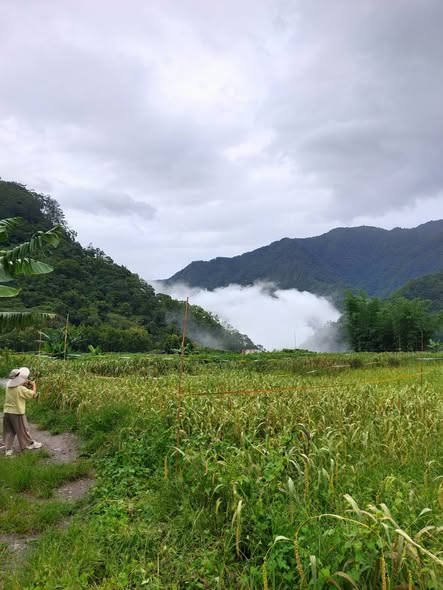 山谷中的臺灣小米田