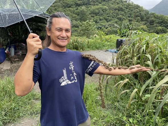 昆帝夫站在成熟的小米田中